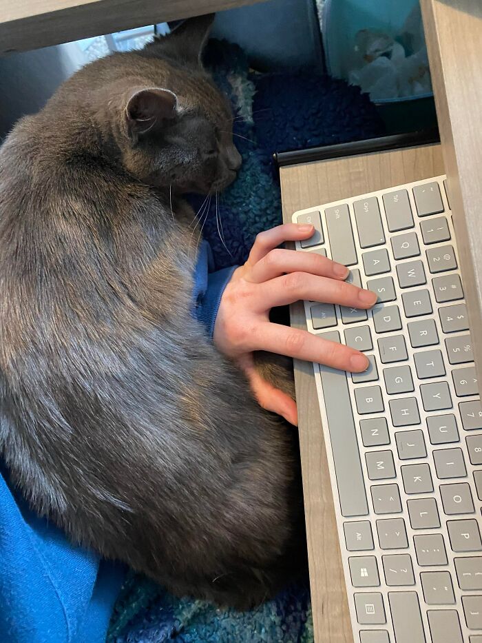 3 Cute Cats Were Thrown Away Like Garbage, Found New Family And Now Are Filling Their Home With Love And Joy