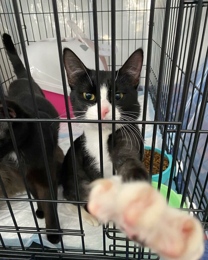 3 Cute Cats Were Thrown Away Like Garbage, Found New Family And Now Are Filling Their Home With Love And Joy