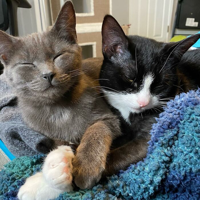 3 Cute Cats Were Thrown Away Like Garbage, Found New Family And Now Are Filling Their Home With Love And Joy