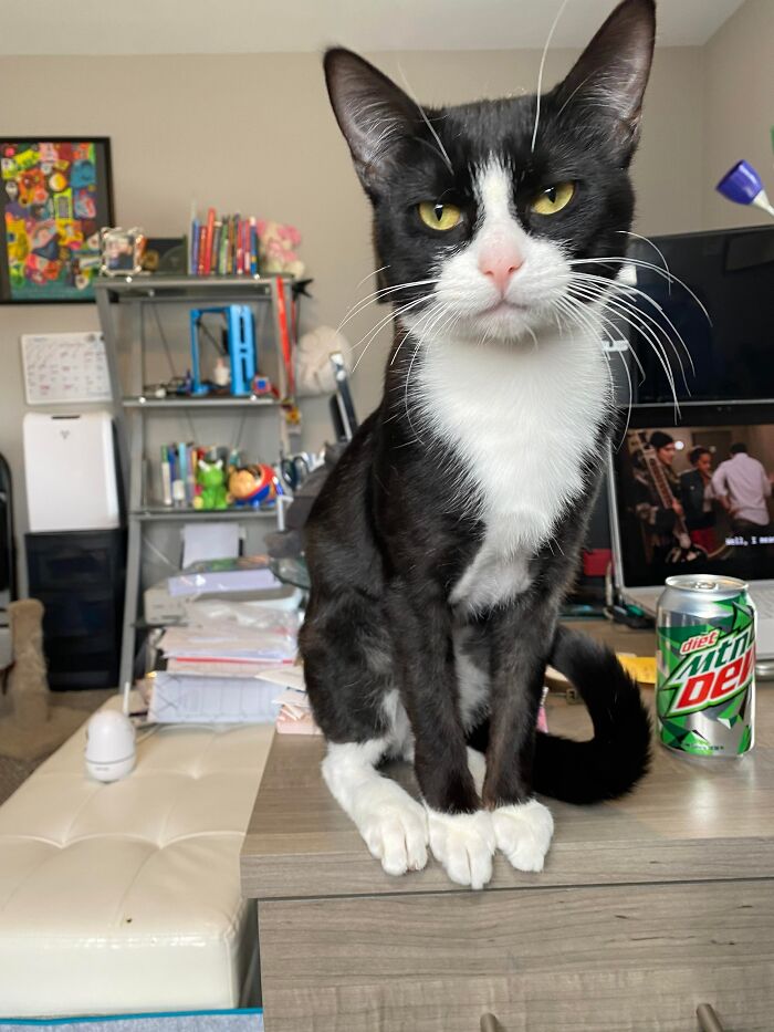 3 Cute Cats Were Thrown Away Like Garbage, Found New Family And Now Are Filling Their Home With Love And Joy