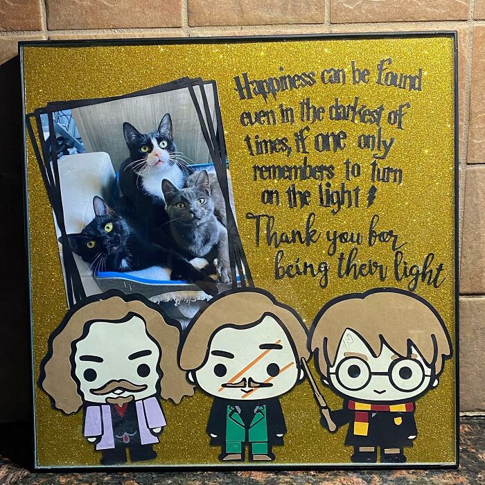 3 Cute Cats Were Thrown Away Like Garbage, Found New Family And Now Are Filling Their Home With Love And Joy