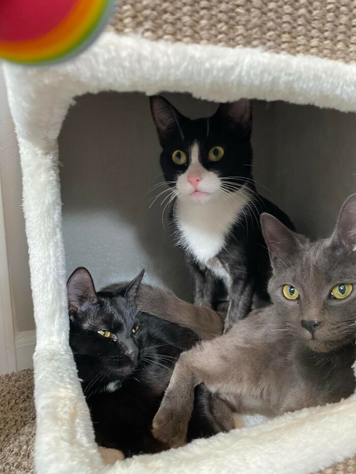 3 Cute Cats Were Thrown Away Like Garbage, Found New Family And Now Are Filling Their Home With Love And Joy