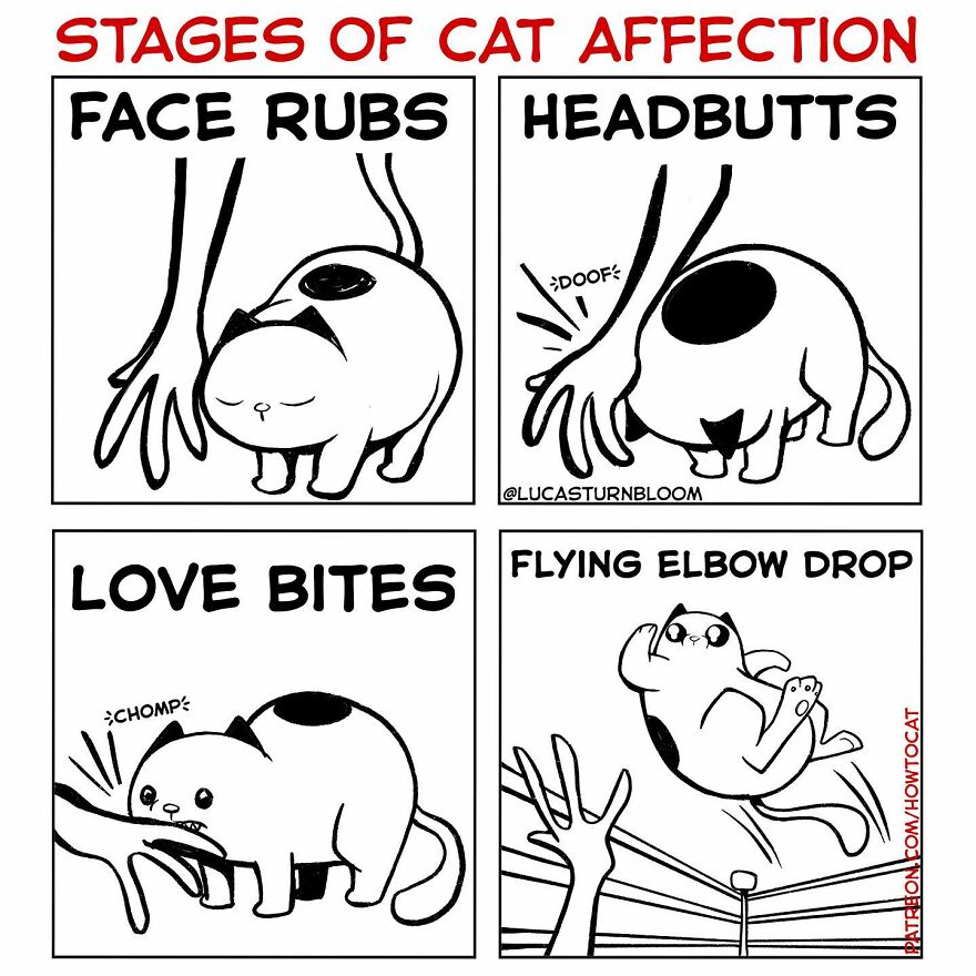 New Hilarious Comics Show What It’s Like To Live With A Cat