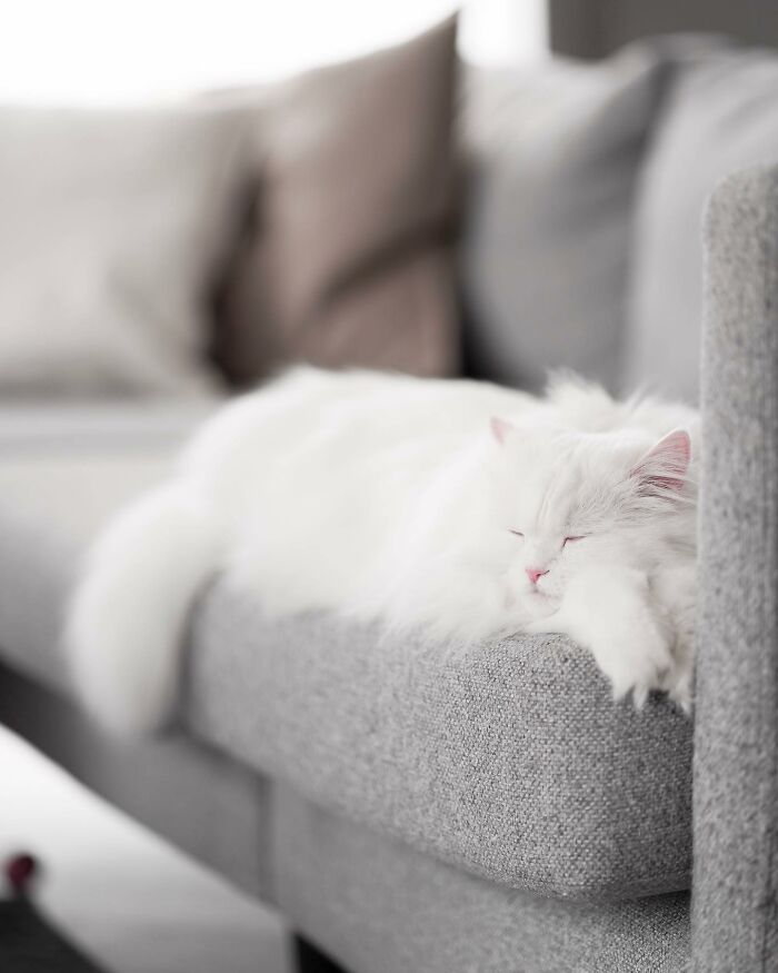 Cat Goes Viral On Social Media For Completing Challenging Obstacle Tests