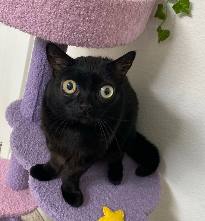Black Cat With Huge Eyes And Paws Named Mayor Of Town Called Hell