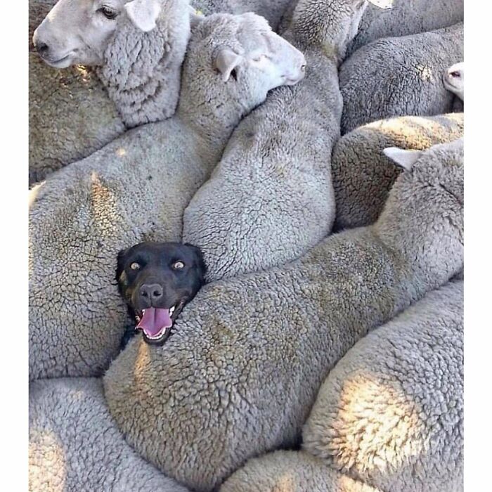 This Instagram Account Features Amusing Street Photographs And Has More Than 500 Thousand Followers (30 New Pics)