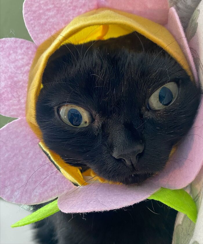 Black Cat With Huge Eyes And Paws Named Mayor Of Town Called Hell