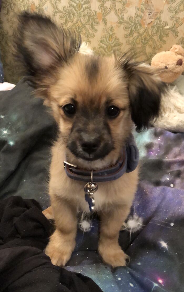 My Beautiful Teddy. I Always Loved His One Ear Up And One Ear Down.