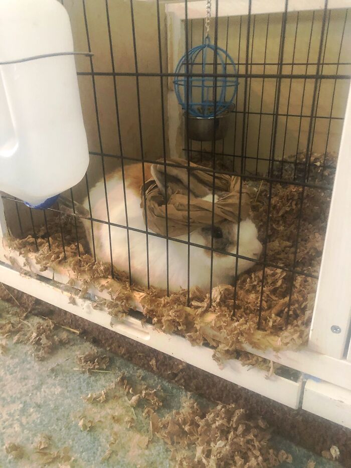 All Hail Queen Bunno! (Rabbits Enjoy Chewing Paper And Cardboard So This Is Fine)