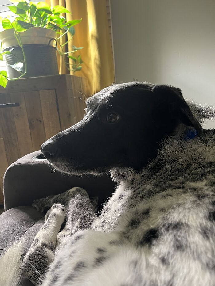 Kelvin, 8 Years When Adopted