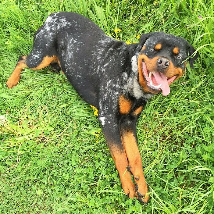 Face De Langue. Rottweiler With Vitiligo