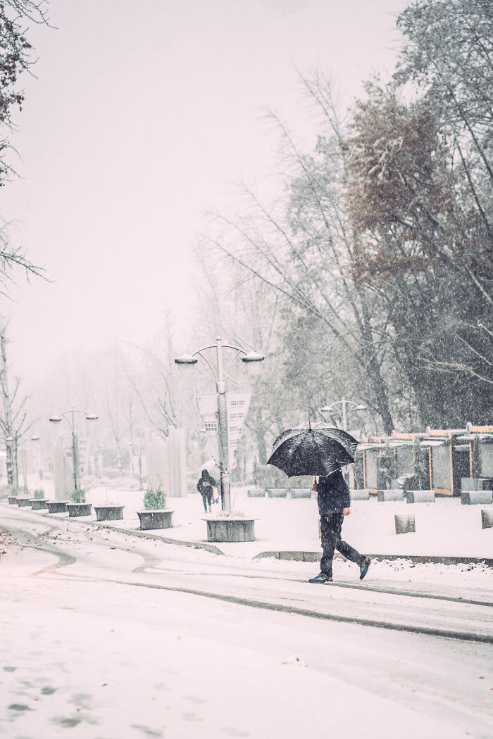 Person walking with umbrella on snowy sidewalk in Seoul with bare trees and street lamps in winter weather.