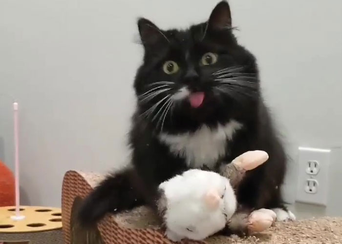 Kitty Becomes Internet Sensation After His Mom Catches Him Stealing Her Daughter&rsquo;s Toys With Hidden Cameras