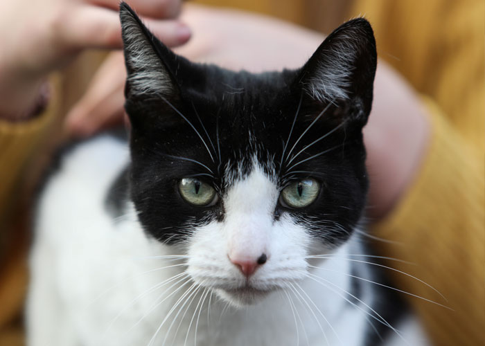 ‘Klepto Cat’ Steals So Many Items From Neighbors, The Family Had To Set Up A Reclamation Shelf ‘Klepto Cat’ Steals So Many Items From Neighbors, The Family Had To Set Up A Reclamation Shelf