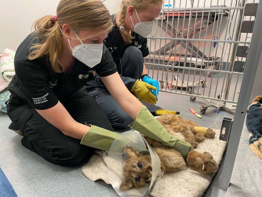 Oakland Zoo Rescues And Rehabilitates A "Feisty" Starving Mountain Lion Cub
