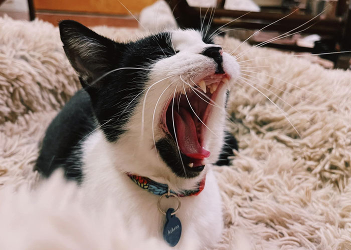Delivery Driver Leaves Car For A Second, Comes Back To Find A Cat In The Passenger Seat