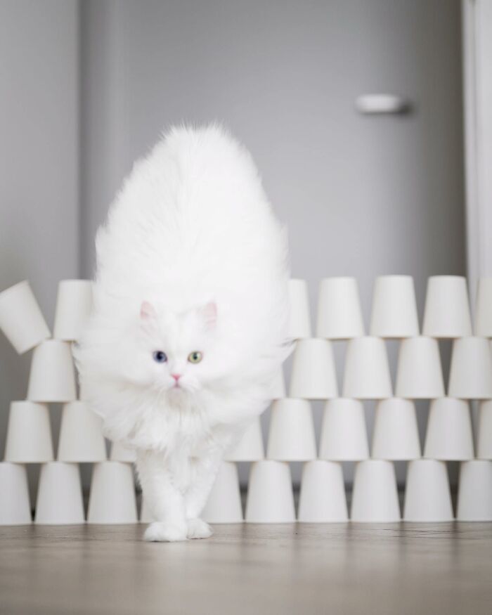 Cat Goes Viral On Social Media For Completing Challenging Obstacle Tests