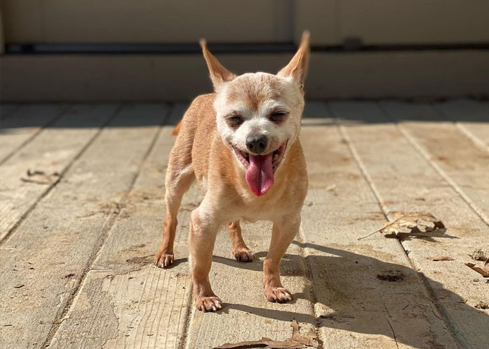 Happy 23rd Birthday To Bully The Chihuahua, Becoming The Oldest Dog At His Rescue Happy 23rd Birthday To Bully The Chihuahua, Becoming The Oldest Dog At His Rescue