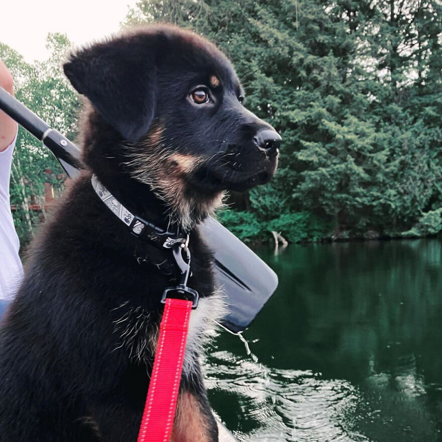 I Spent 1 Year Taking Pictures Of My Shepsky Rotty Puppy, And Here Are The 14 Best Ones