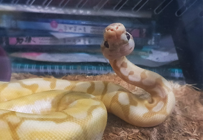 Happy World Snake Day