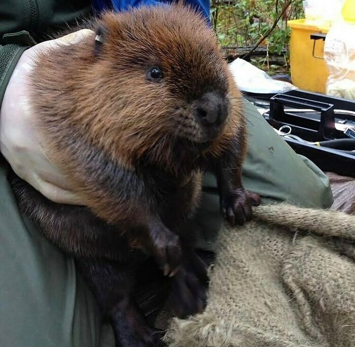 Voyageurs National Park Is Fortunate To Have A Healthy, Thriving Beaver Population