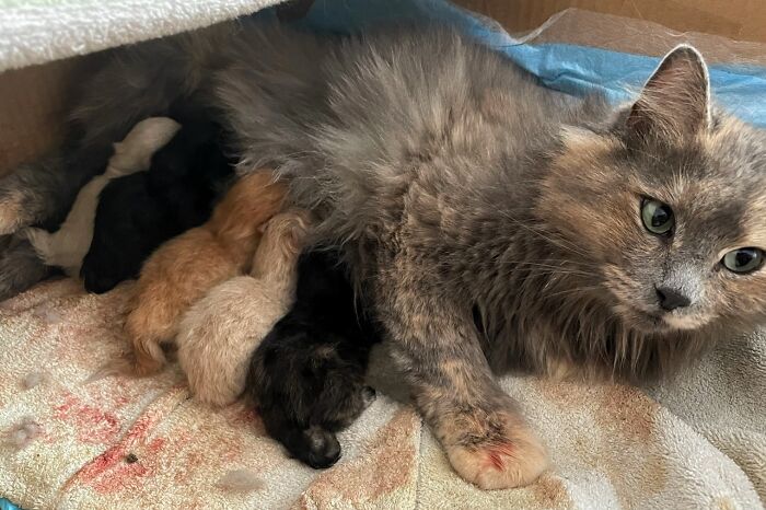 Jade, The Pregnant Foster Cat My Wife Brought Home As A 'Surprise' Last Week, Had Her Kittens Today