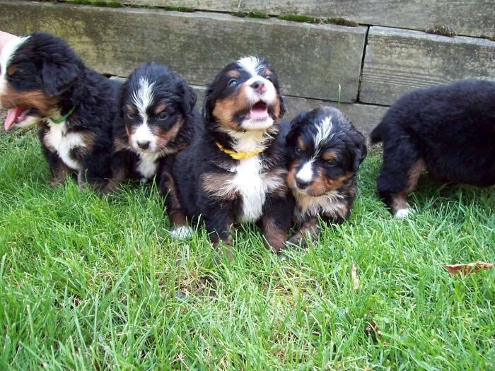 My Sweet And Sassy Daisy ❤️