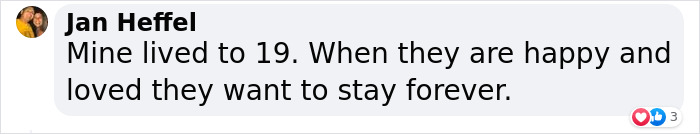 Happy 23rd Birthday To Bully The Chihuahua, Becoming The Oldest Dog At His Rescue Happy 23rd Birthday To Bully The Chihuahua, Becoming The Oldest Dog At His Rescue