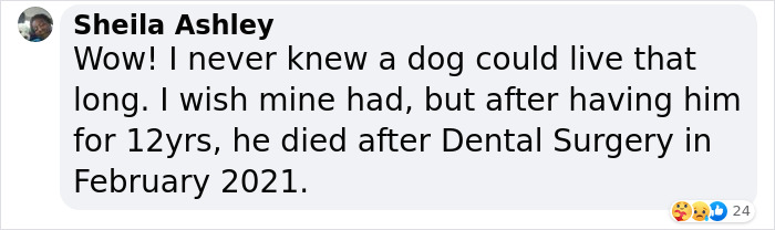 Happy 23rd Birthday To Bully The Chihuahua, Becoming The Oldest Dog At His Rescue Happy 23rd Birthday To Bully The Chihuahua, Becoming The Oldest Dog At His Rescue