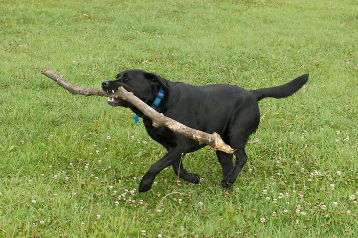 Man Gets Furious After Fiancée’s Carelessness Gets His Dog Sick, Cancels The Wedding Man Gets Furious After Fiancée’s Carelessness Gets His Dog Sick, Cancels The Wedding