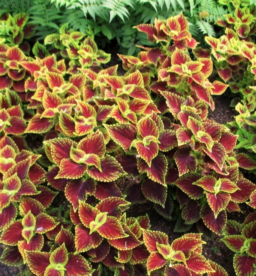 I Take Photos Of Flowers And Plants Around My City Every Summer