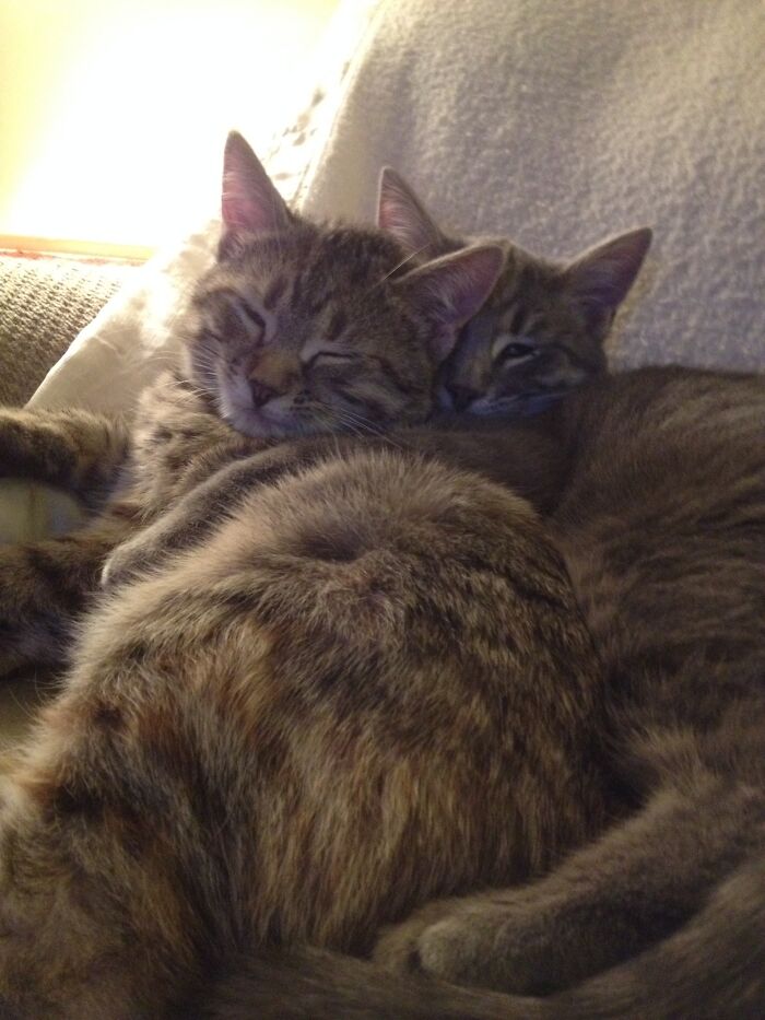 Brother Sister Cuddle.