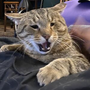 twostroketerror avatar