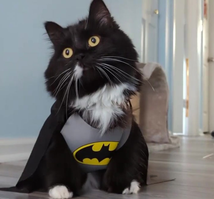 Kitty Becomes Internet Sensation After His Mom Catches Him Stealing Her Daughter&rsquo;s Toys With Hidden Cameras