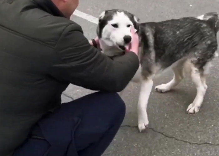 Wholesome Video Shows The Moment A Husky Is Reunited With Its Owner In Bucha, Ukraine, After Separation Caused By Russian Attacks