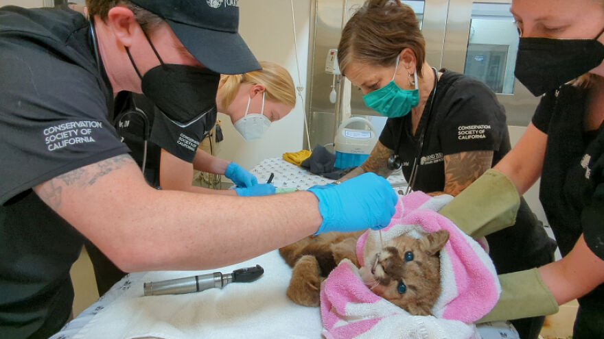 Oakland Zoo Rescues And Rehabilitates A "Feisty" Starving Mountain Lion Cub