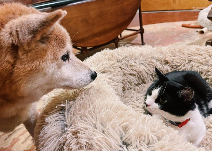 Delivery Driver Leaves Car For A Second, Comes Back To Find A Cat In The Passenger Seat