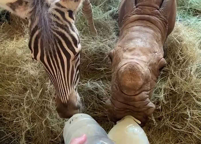 Orphan Rhino Sanctuary Finds An Abandoned Zebra And Takes It Under Their Care, Gifting A Best Friend To One Of The Rhinos There Orphan Rhino Sanctuary Finds An Abandoned Zebra And Takes It Under Their Care, Gifting A Best Friend To One Of The Rhinos There