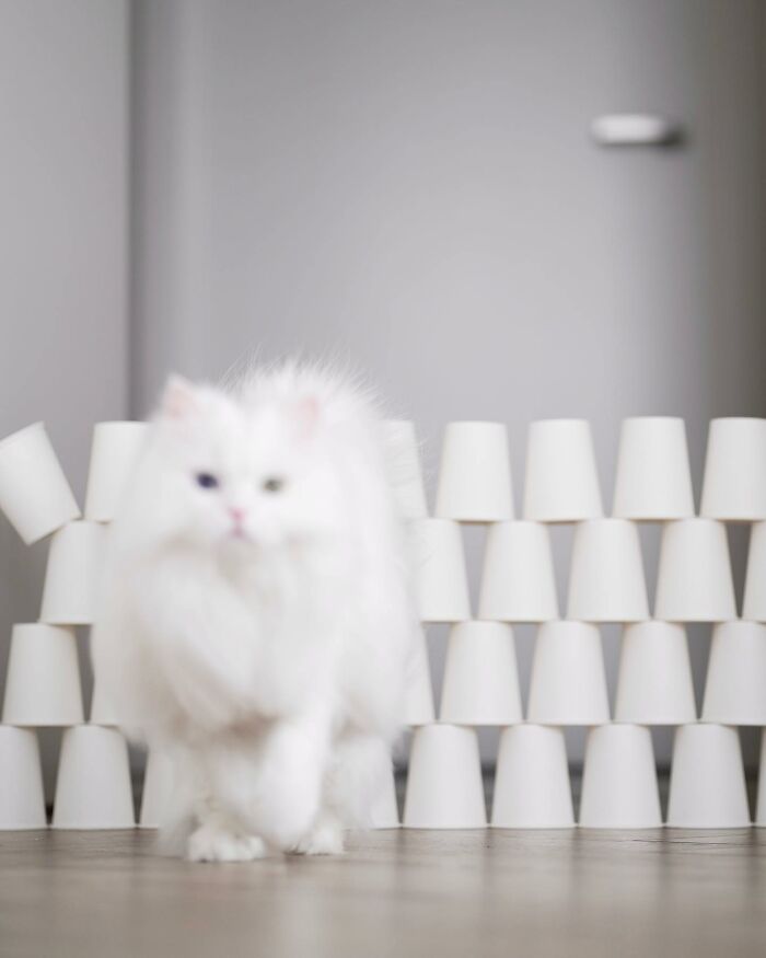 Cat Goes Viral On Social Media For Completing Challenging Obstacle Tests