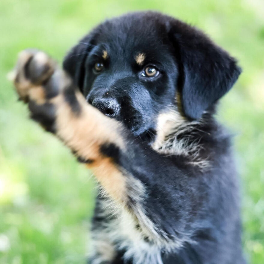 I Spent 1 Year Taking Pictures Of My Shepsky Rotty Puppy, And Here Are The 14 Best Ones