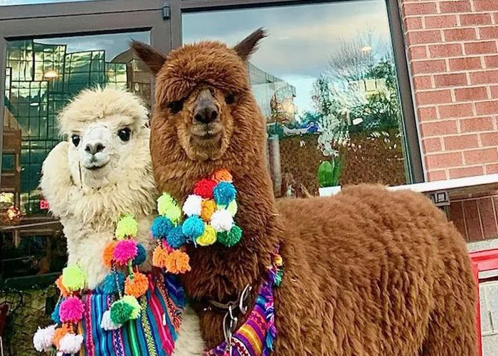 Johnny Depp&rsquo;s Fan Brought Two Emotional Support Alpacas Outside The Court To &ldquo;Brighten His Day&rdquo;