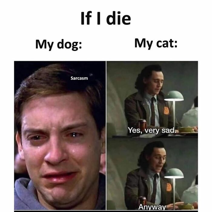 A relatable meme showing a dog's emotional vs. a cat's indifferent reaction using humorous pop culture references.