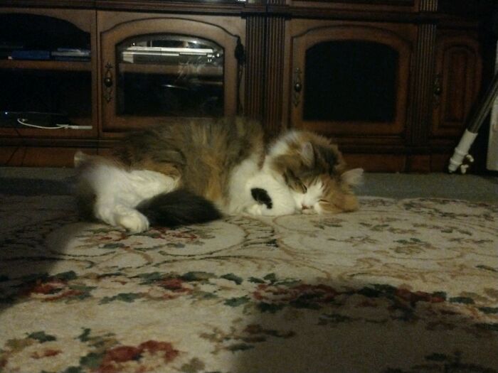 Callie, Rescue From Being Abandoned By Her Mama As A Kitten