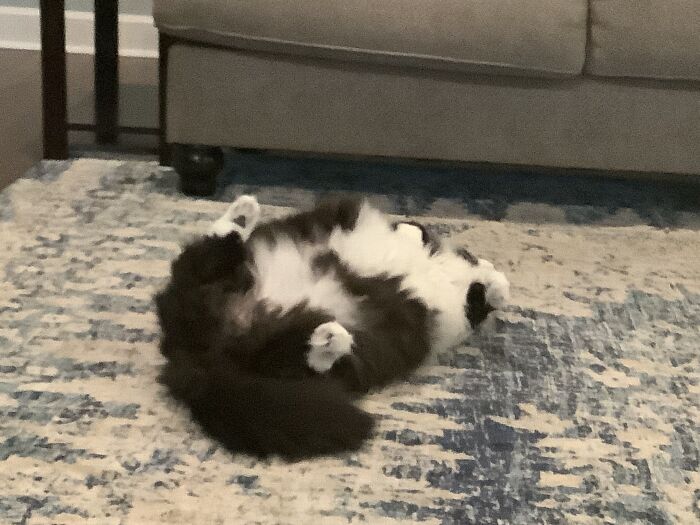 Plot Twist To The Post! This Isn’t Backed Nor A Fail! Just A Cute Cat To Brighten Your Day. He Very Chonky