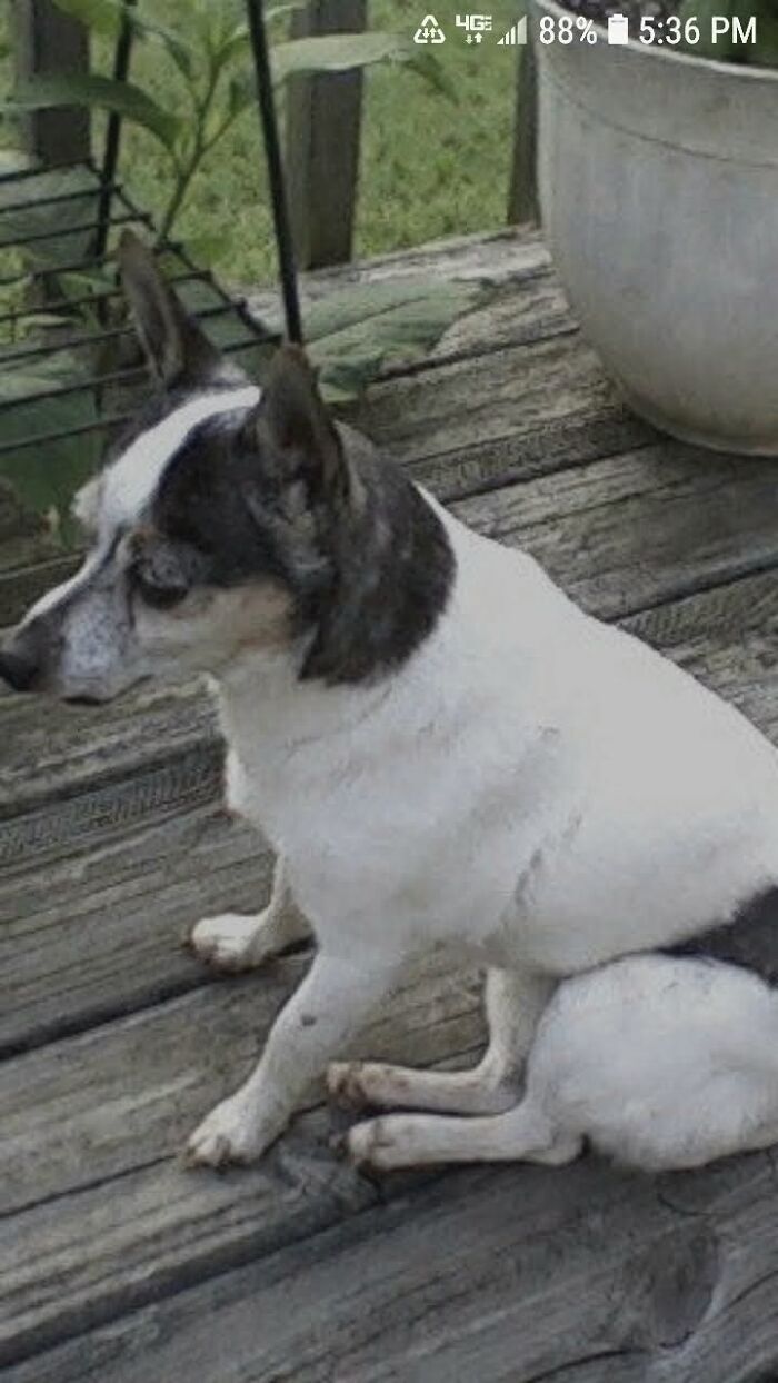 Missy, Walked Like She Was 10ft Tall. I Miss Her Too.