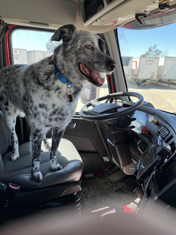 I Am A Long Haul Truck Driver. This Is My First Mate Kelvin