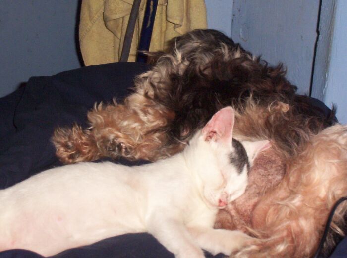 Life Long Cuddle Buddies