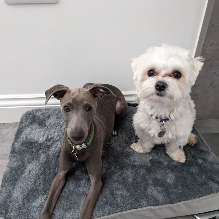 Lenny The Italian Greyhound & Archie The Maltese