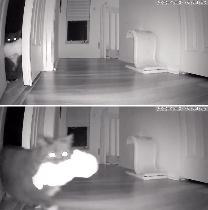 Kitty Becomes Internet Sensation After His Mom Catches Him Stealing Her Daughter&rsquo;s Toys With Hidden Cameras