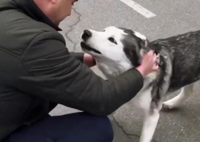 Wholesome Video Shows The Moment A Husky Is Reunited With Its Owner In Bucha, Ukraine, After Separation Caused By Russian Attacks